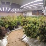 Εργαστήριο υδροπονικής καλλιέργειας κάνναβης Θεσσαλονίκη αστυνομία