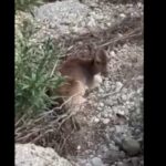 Διάσωση τυφλής ελαφίνας Ψίνθο Ρόδο κυνοκομείο