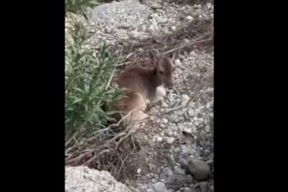 Διάσωση τυφλής ελαφίνας Ψίνθο Ρόδο κυνοκομείο