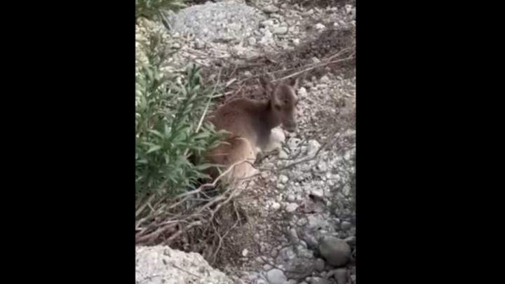 Διάσωση τυφλής ελαφίνας Ψίνθο Ρόδο κυνοκομείο