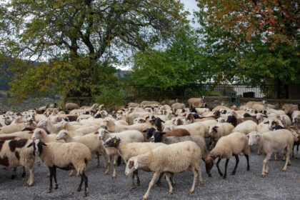 Απολύμανση ελαστικών οχημάτων στη Λέσβο αφθώδης πυρετός