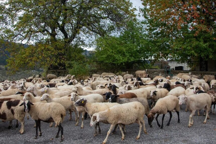 Απολύμανση ελαστικών οχημάτων στη Λέσβο αφθώδης πυρετός