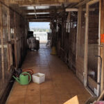 Κατσίκες κοτόπουλα ταράτσα παράνομη εκτροφή