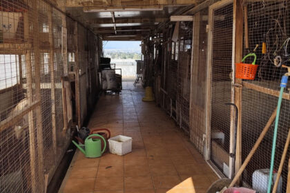 Κατσίκες κοτόπουλα ταράτσα παράνομη εκτροφή