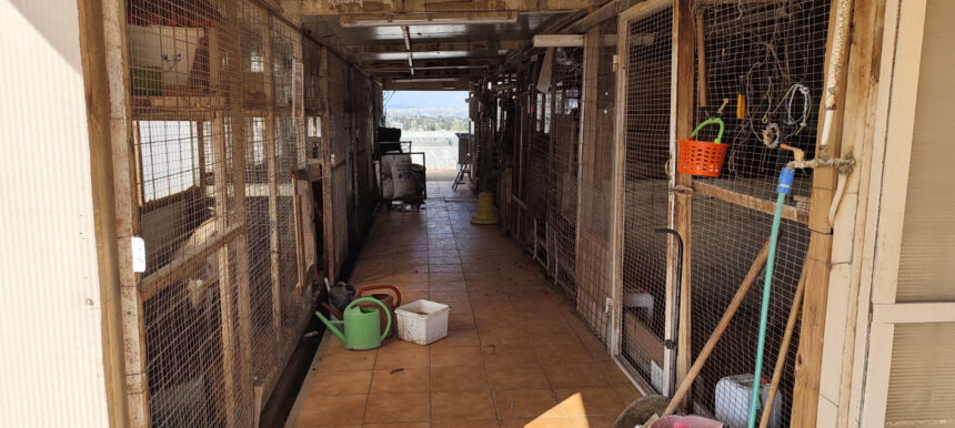 Κατσίκες κοτόπουλα ταράτσα παράνομη εκτροφή