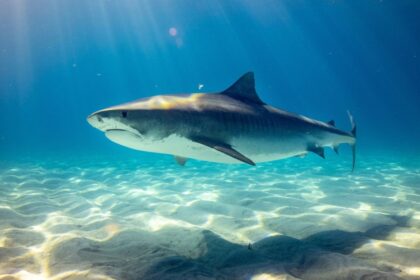 Καρχαρίες κοκαΐνη αίμα θαλάσσια ρύπανση Μπαχάμες