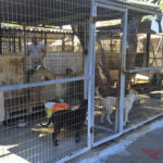 Δημοτικό Καταφύγιο Αδέσποτων Ζώων Συντροφιάς Ρόδου Τσαΐρι