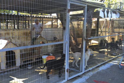 Δημοτικό Καταφύγιο Αδέσποτων Ζώων Συντροφιάς Ρόδου Τσαΐρι