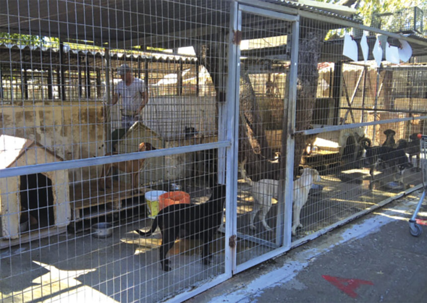 Δημοτικό Καταφύγιο Αδέσποτων Ζώων Συντροφιάς Ρόδου Τσαΐρι