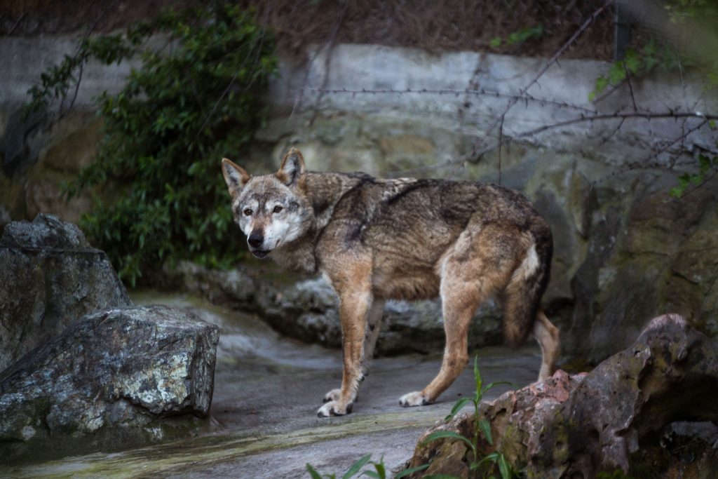 Λύκος δάγκωσε γυναίκα Αμβούργο λίμνη