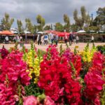 Φερνάντο Αλόνσο κόκπιτ Aston Martin Grand Prix