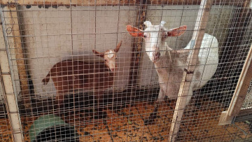 Κατσίκες κοτόπουλα ταράτσα παράνομη εκτροφή