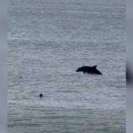 Δελφίνια κολυμπούν κοντά στην παραλία Ενυδρείο Ρόδου