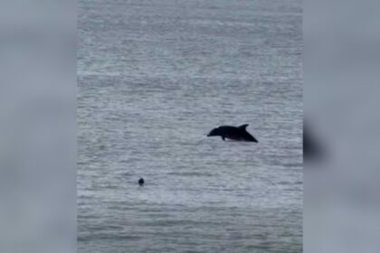 Δελφίνια κολυμπούν κοντά στην παραλία Ενυδρείο Ρόδου