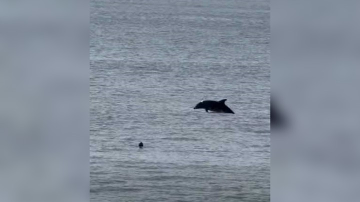 Δελφίνια κολυμπούν κοντά στην παραλία Ενυδρείο Ρόδου