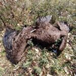 μαυρόγυπες δηλητηριασμένα δολώματα Δαδιά Έβρος