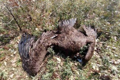 μαυρόγυπες δηλητηριασμένα δολώματα Δαδιά Έβρος