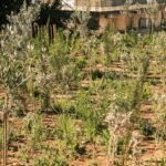 Micro forest Θεσσαλονίκης αστικό δάσος L'Oréal