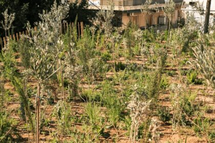 Micro forest Θεσσαλονίκης αστικό δάσος L'Oréal