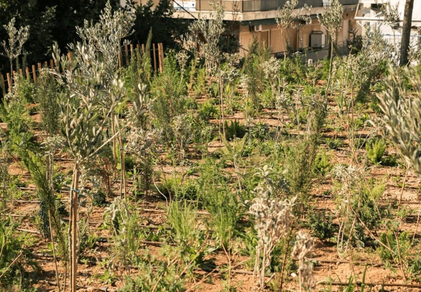Micro forest Θεσσαλονίκης αστικό δάσος L'Oréal