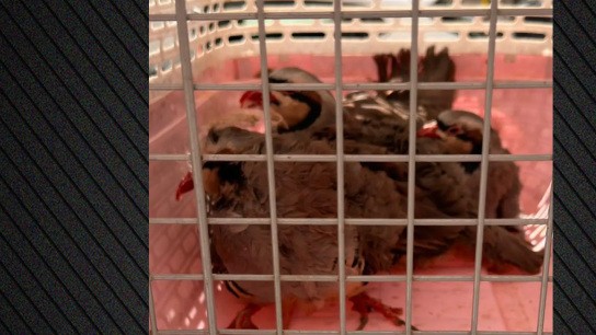 Κατσίκες κοτόπουλα ταράτσα παράνομη εκτροφή