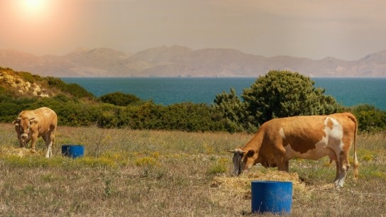 αφθώδης πυρετός Λέσβο κρούσματα μέτρα