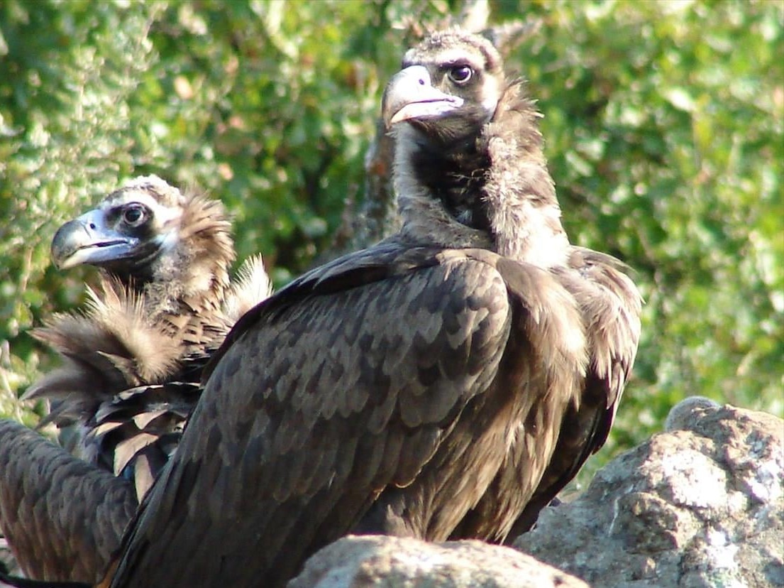 μαυρόγυπες δηλητηριασμένα δολώματα Δαδιά Έβρος