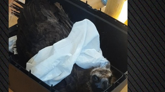 μαυρόγυπες δηλητηριασμένα δολώματα Δαδιά Έβρος