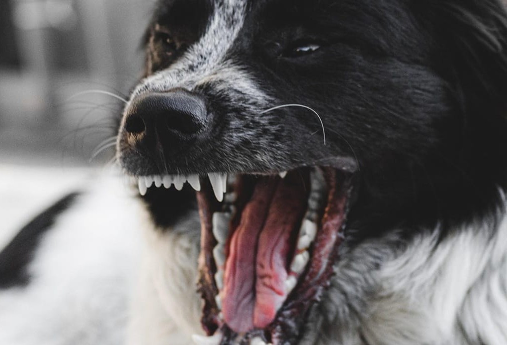 Νοσοκομείο Κατερίνης περιστατικό αδέσποτα ζώα