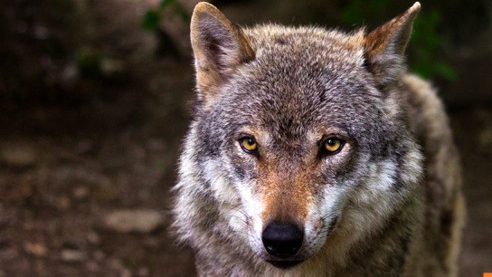 Λύκος δάγκωσε γυναίκα Αμβούργο λίμνη