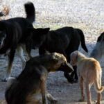 Νοσοκομείο Κατερίνης περιστατικό αδέσποτα ζώα