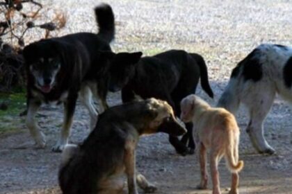 Νοσοκομείο Κατερίνης περιστατικό αδέσποτα ζώα