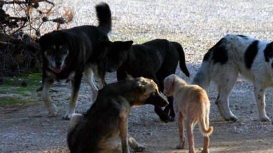 Νοσοκομείο Κατερίνης περιστατικό αδέσποτα ζώα