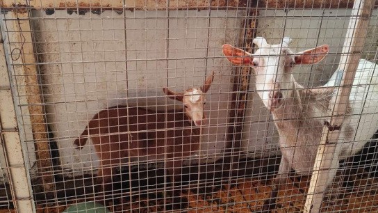 Απομάκρυνση ζώων κοτέτσι Αμπελόκηπους ταράτσα