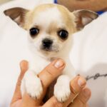 Discover Dogs φεστιβάλ σκύλων Θεσσαλονίκη ΔΕΘ