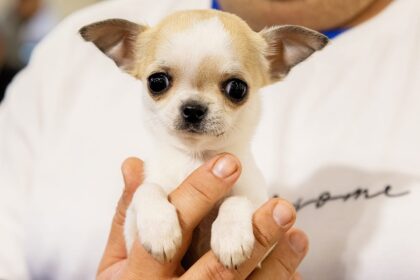 Discover Dogs φεστιβάλ σκύλων Θεσσαλονίκη ΔΕΘ