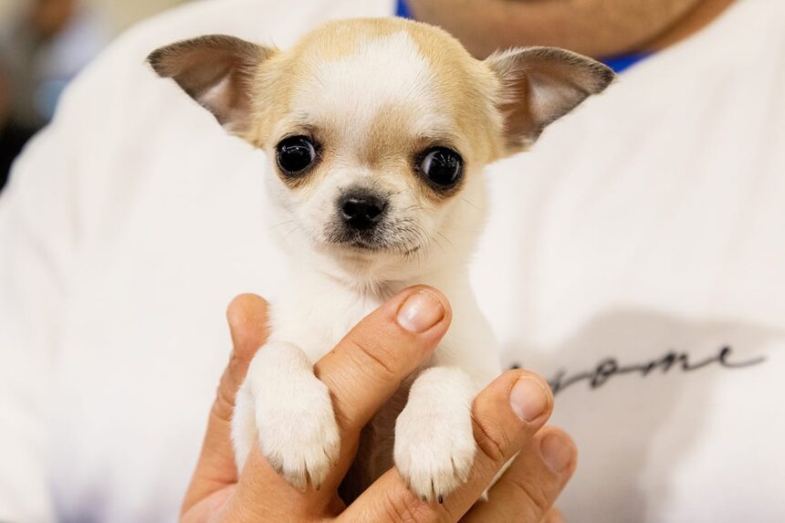 Discover Dogs φεστιβάλ σκύλων Θεσσαλονίκη ΔΕΘ