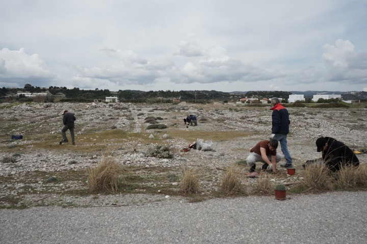 Φεστιβάλ Οικολογίας Ρόδου φυτεύσεις παραθαλάσσια φυτά