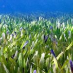 Ποσειδωνία υποβρύχιο λιβάδι Μεσόγειος