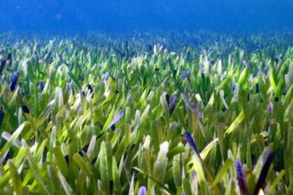 Ποσειδωνία υποβρύχιο λιβάδι Μεσόγειος