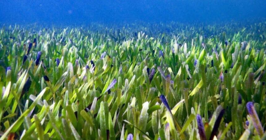 Ποσειδωνία υποβρύχιο λιβάδι Μεσόγειος