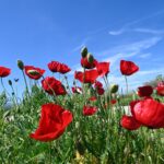 καιρός σήμερα: ουρανός με νεφώσεις και άνεμοι