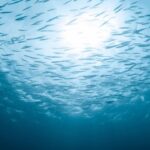 ΠΑΟΚ τελικός Κυπέλλου ΠΑΟΚ στο Βόλο