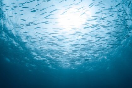 ΠΑΟΚ τελικός Κυπέλλου ΠΑΟΚ στο Βόλο