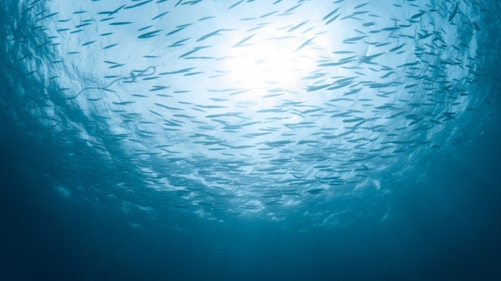 ΠΑΟΚ τελικός Κυπέλλου ΠΑΟΚ στο Βόλο