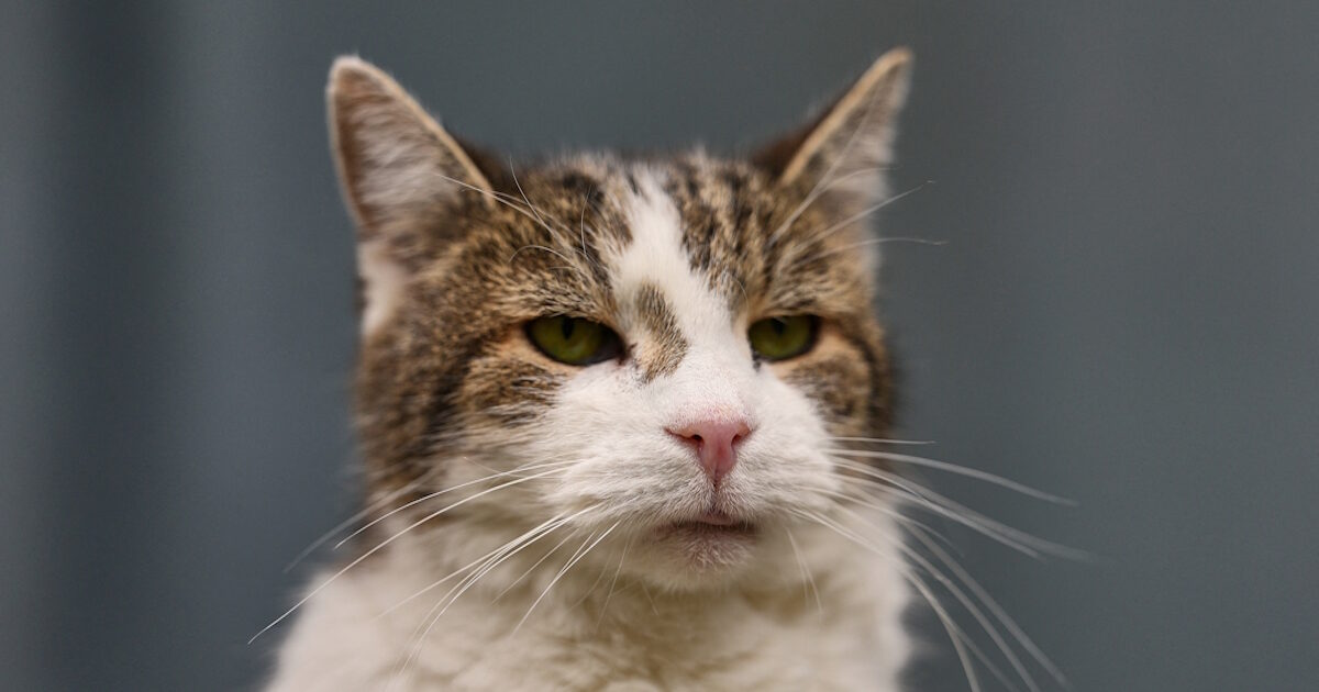 Ο Ρεμί άτακτος γάτος Γαλλία δικαστήριο