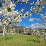 Ανθισμένες κερασιές γιορτή Πέλλας 2026