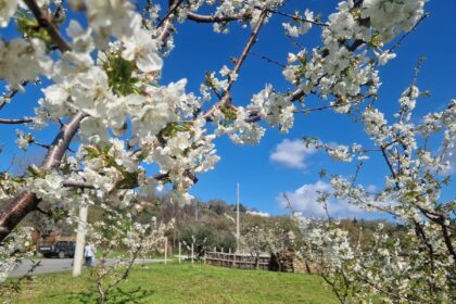 Ανθισμένες κερασιές γιορτή Πέλλας 2026