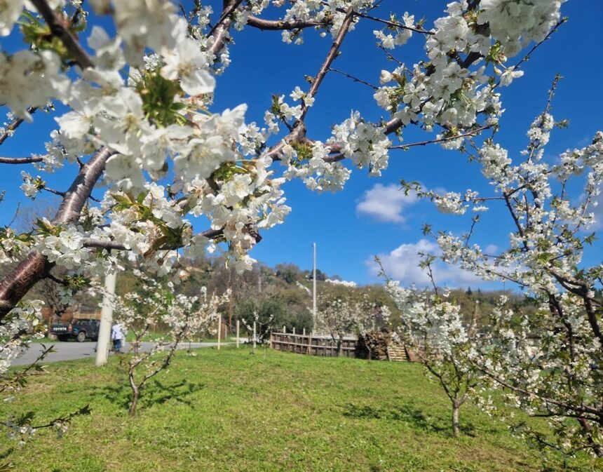 Ανθισμένες κερασιές γιορτή Πέλλας 2026