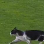 Γάτα διέσχισε γήπεδο αγώνα ποδοσφαίρου Πορτογαλία
